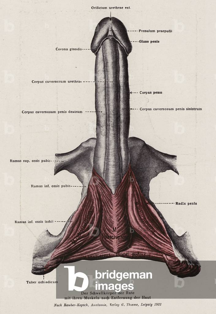 penis bilder